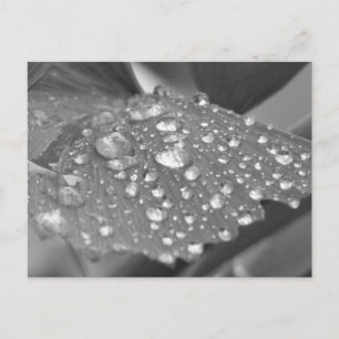 After the Rain Postcard