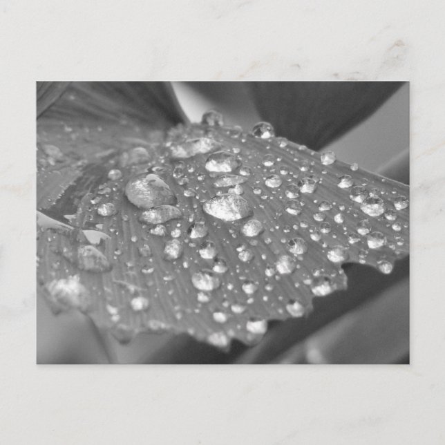 After the Rain Postcard (Front)