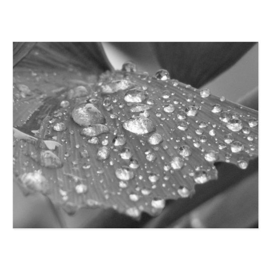 After the Rain Postcard