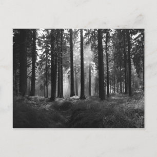 After the Rain Postcard