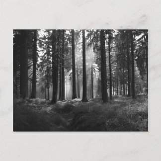 After the Rain Postcard