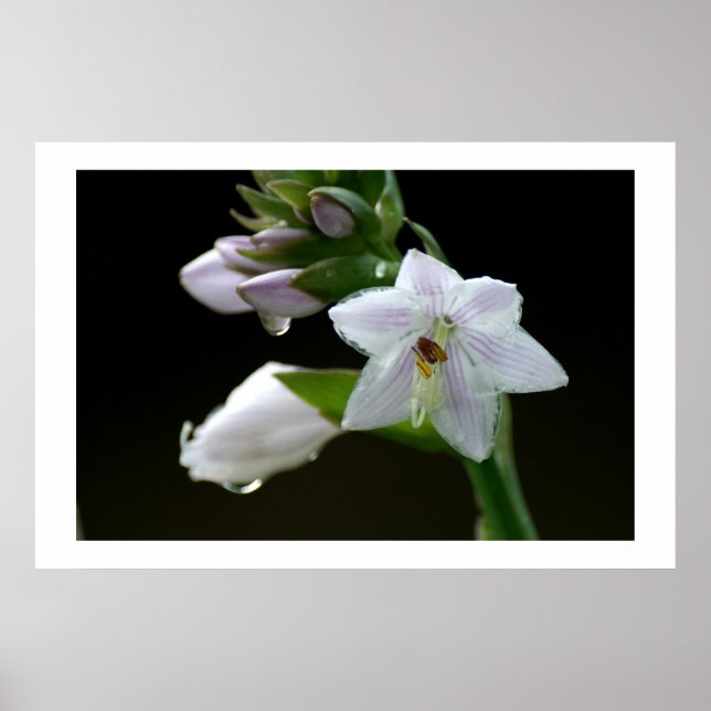 After the rain poster (Front)