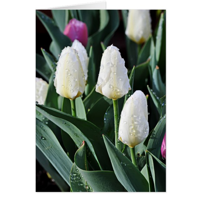 After the Storm (Front)