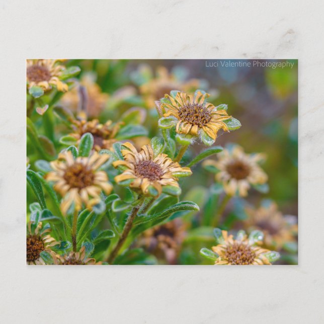 AfterBloom Postcard (Front)