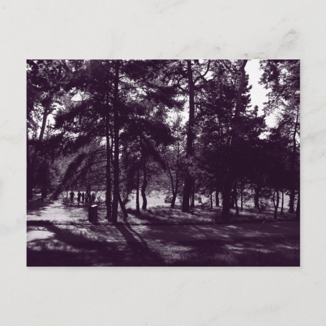 Afternoon in the Park (Purple Toned BW) Postcard (Front)