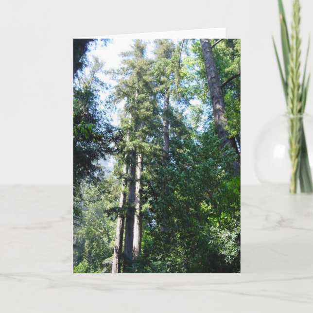 Afternoon in the Sequoia's Card (Front)