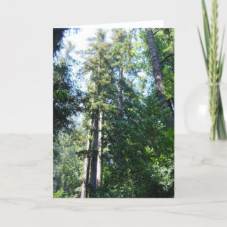 Afternoon in the Sequoia's Card