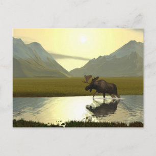 Afternoon Moose Postcard