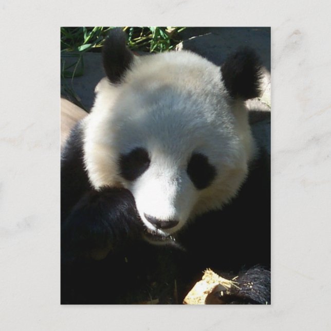 Afternoon Snack 1 Postcard (Front)