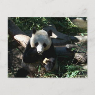 Afternoon Snack Postcard