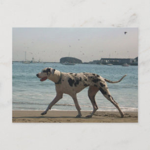 Afternoon Stroll III Postcard