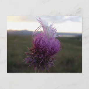 Against the Grain Postcard