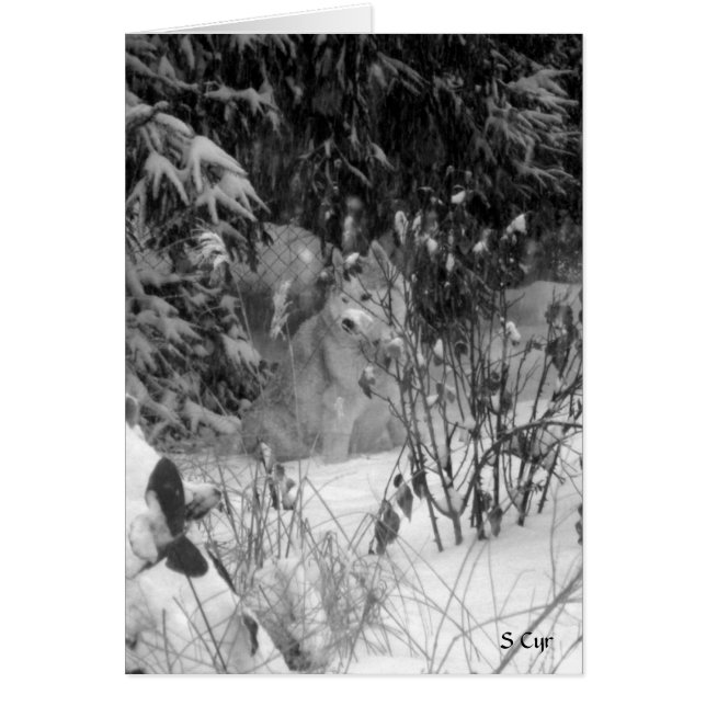 Against the Snow, S Cyr (Front)