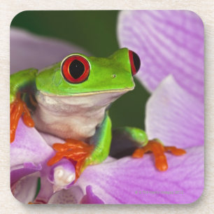 Agalychnis callidryas. coaster
