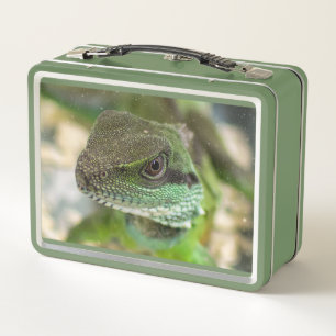 Agama, lizard metal lunch box