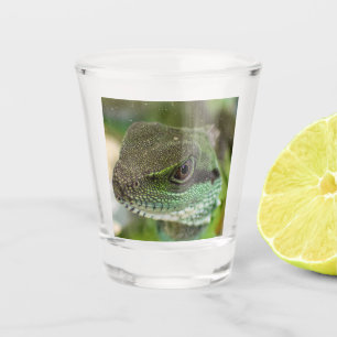 Agama, lizard shot glass
