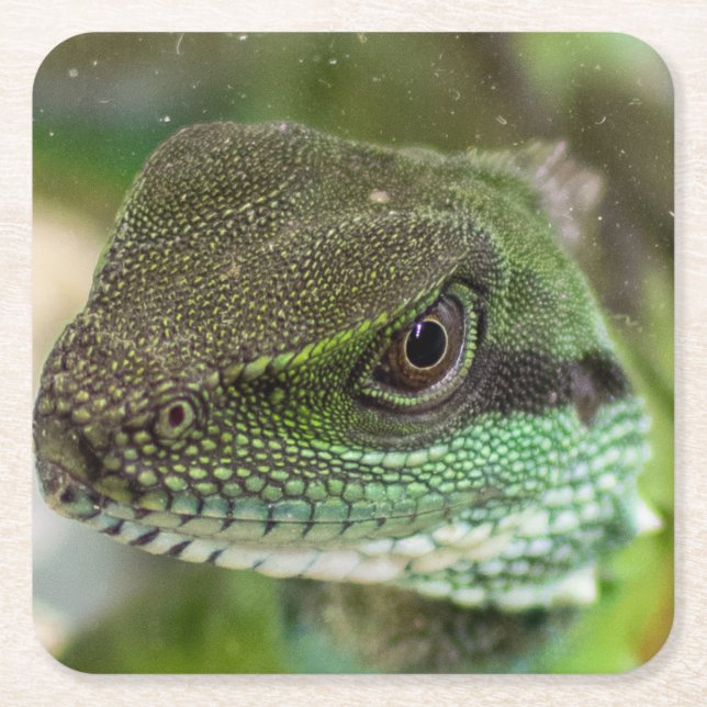 Agama, lizard square paper coaster (Front)