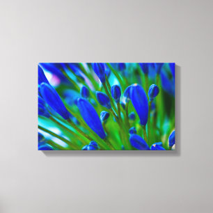 Agapanthus blue flower Canvas print