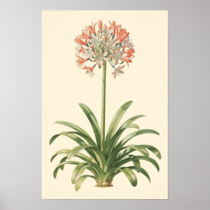 Agapanthus Botanical Study Poster