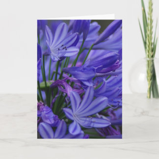 Agapanthus Card
