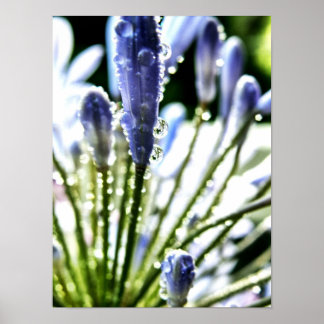 Agapanthus Drops Poster