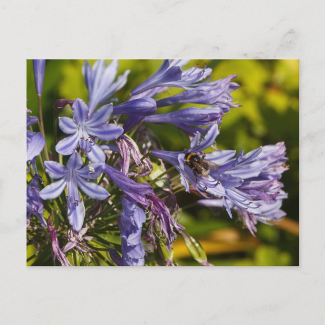 Agapanthus flower and bee postcard (Front)