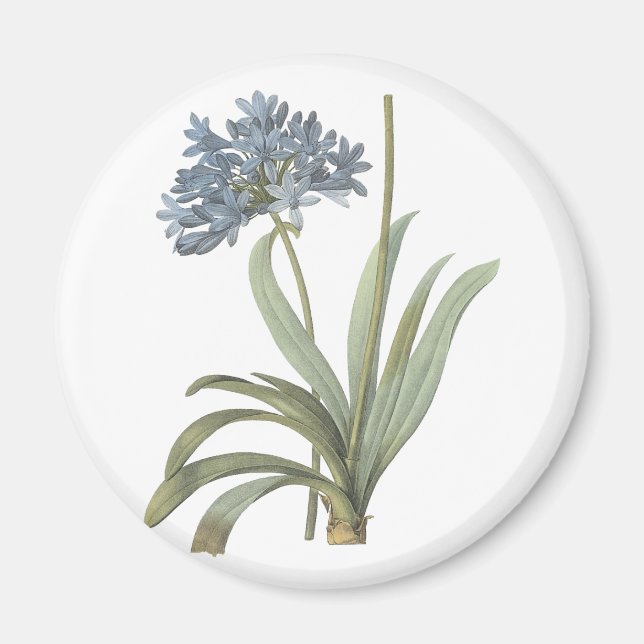 Agapanthus Flower Magnet (Front)