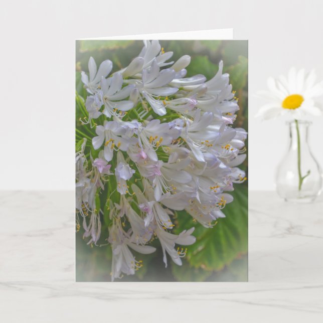 Agapanthus Lily Flowers Floral Art Note Card (Small Plant)
