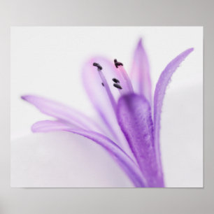Agapanthus Poster