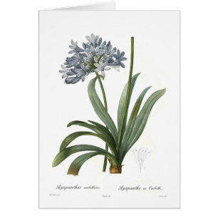 Agapanthus umbellatus by Pierre-Joseph Redouté
