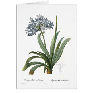 Agapanthus umbellatus by Pierre-Joseph Redouté