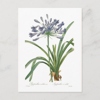 Agapanthus umbellatus postcard