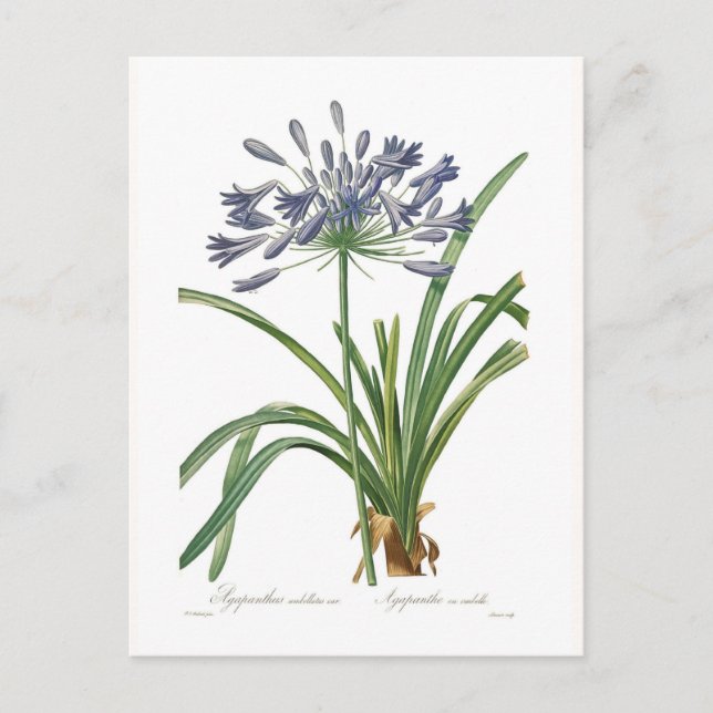 Agapanthus umbellatus postcard (Front)