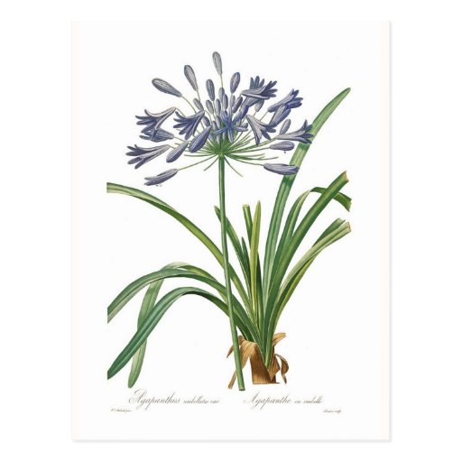 Image of Agapanthus umbellatus Postcard