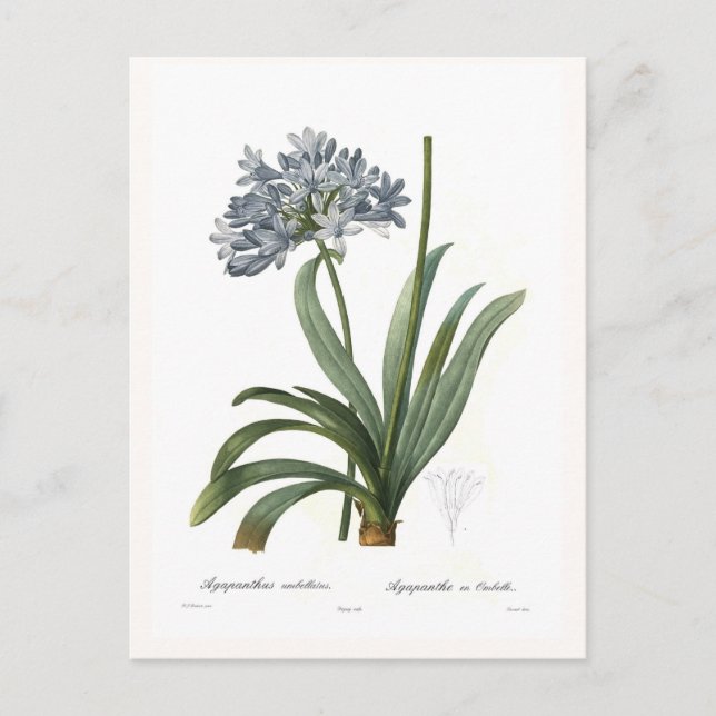 Agapanthus umbellatus postcard (Front)