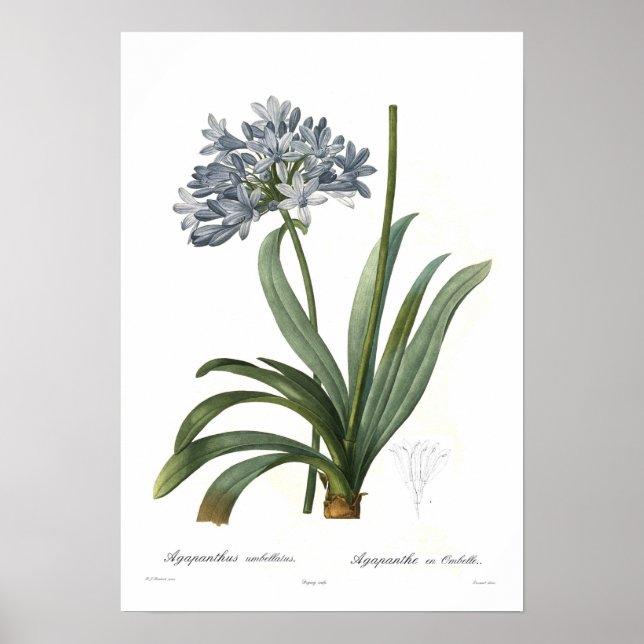 Agapanthus umbellatus poster (Front)