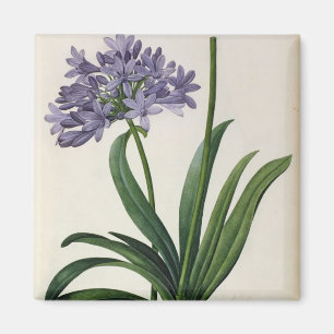 Agapanthus umbrellatus magnet