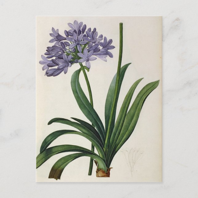 Agapanthus umbrellatus postcard (Front)