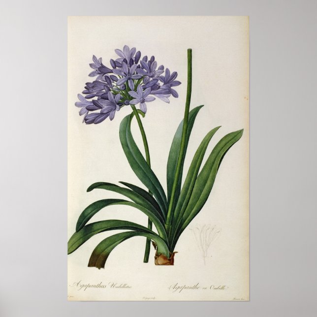 Agapanthus umbrellatus poster (Front)