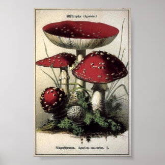 Agaricus muscarius Mushrooms Poster