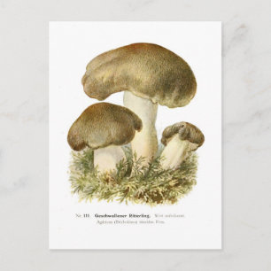 Agaricus tumidus postcard