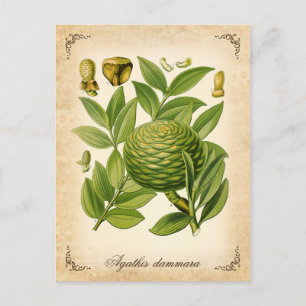 Agathis dammara vintage illustration postcard