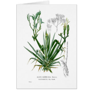 Agave