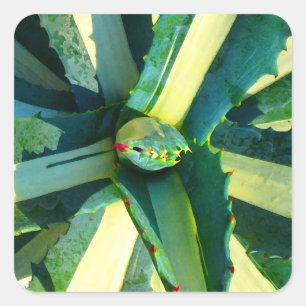 Agave Americana by Amy Vangsgard Square Sticker