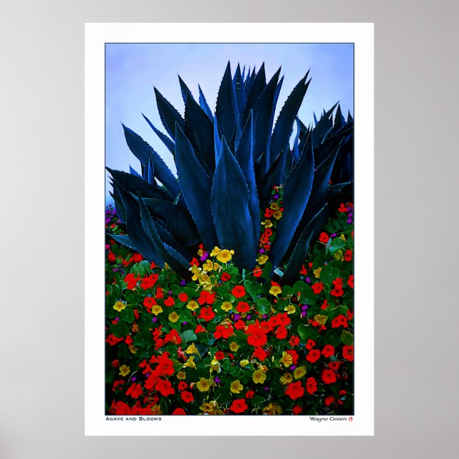 AGAVE and BLOOMS - CALIFORNIA COAST Poster (Front)