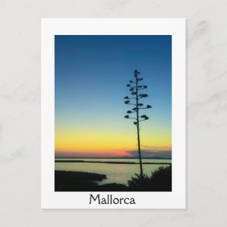 Agave Blooming Flower in Mallorca at Sunset Postcard