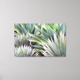 Agave 'Blue Glow', 'Blue Flame' canvas print