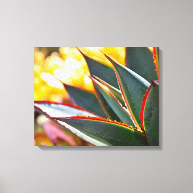 Agave 'Blue Glow' by Debra Lee Baldwin Canvas Print (Front)