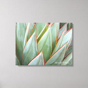 Agave 'Blue Glow' canvas by Debra Lee Baldwin