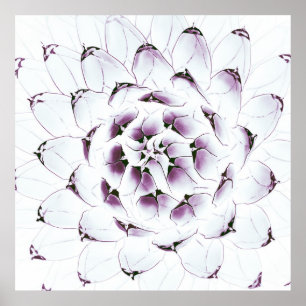 Agave Cactus Poster/Print Poster